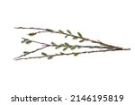 Willow branch isolate on a white background, clipping path, no shadows. Willow cats isolate. Pussy-willow branch, isolated on white.