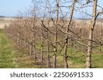 Apple Orchard In Early Spring...