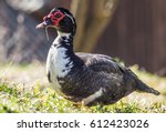 Muscovy Duck Roaming On The...