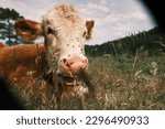 Small photo of This calm calf with flies on its nose has a curious gaze and twitchy ears. Its innocent appearance, with soft fur on its head and neck, evokes warmth and tenderness.