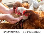 The farmer hand feeds his hens...
