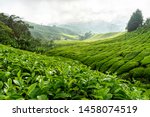 Landscape Tea Plantation Of...