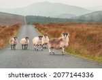 Flock of white wool sheep with brown identification color on their back, on straight road in a mountains. Highland of Ireland. Agriculture and farming industry. Pastel color.