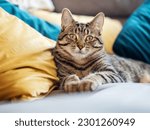 Small photo of Cute tubby cat on a yellow and blue pillows. Pet relaxing time. Selective focus. Animal life.