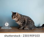 Small photo of Cute tubby cat by a old fashion clock on a wooden table. Blue color background.