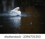 Small photo of Stunning wild swan in dark lake or river conducting its feather cleansing procedure. Beauty and self care concept. Looking after your body and appearance theme. Nature scene with gracious bird.