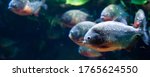 Group Of Red Bellied Piranhas...