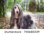 Smart dog  Afghan hound with ideal data stands in the autumn forest and looks into the camera. A long bang closes her one eye. Picturesque portrait of a dog.  