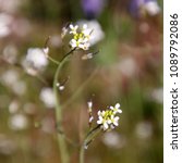 Small photo of Thale cress (Arabidopsis thaliana) in bloom