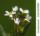 Small photo of Thale cress (Arabidopsis thaliana) blossoms and buds macro picture