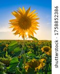 Small photo of One of a kind: beautiful fresh sunflower standing tall with sunburst through its petals, in the field of bent and drying sunflowers - symbolic of strength, perseverance and hope; Ayalon Valley, Israel