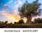Olive tree grown by monks of Mar Elias Monastery for olive oil, with beautiful dramatic sunset clouds, Jerusalem Israel