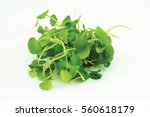 Small photo of Micro Water Cress