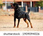 A Strong Rottweiler Dog In The...