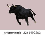 Spanish black bull with big horns