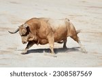 Spanish bull with big horns in  in a traditional spectacle of bullfight