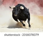 Black bull with big horns in...