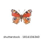 Peacock Moth Butterfly Single...