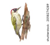 Green Woodpecker Bird Sitting...