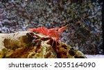 Small photo of View of The Saltwater Peppermint Shrimp (Lysmata wurdemanni) in the aquarium, also known as Veined Shrimp and Caribbean Cleaner Shrimp. It is a natural predator of the nuisance anemone- aiptasia