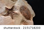 Selective focus view of the extinct Trilobite and starfish fossil. It is a group of extinct marine arthropods that form the class Trilobita. Known by it distinctive three-lobed, three-segmented form