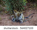 Family Of Vervet Monkeys With...