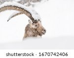 The Alpine Ibex And The...