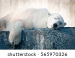 Big White Polar Bear Sleeping...
