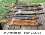 After trapping season, predator animal pelts are displayed on the backyard deck in Missouri. The furs will soon go to market. Bokeh effect.