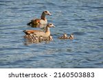 An Egyptian Goose Family  Two...