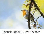 The European robin, a small cute bird with red breast, perching on a tree with green leaves singing. Blue sky in the background. Sunny spring day in nature. 