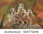 Group Of Meerkat