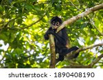 Cute Adorable Spider Monkey...