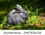Cute Little Grey Bunny Rabbit...