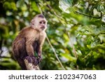 Beautiful Portrait Of Capuchin...