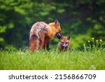 Cute Brown Mother Fox Grooming...