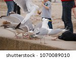 Small photo of Lyme Regis, Dorset, UK -April 14th 2018: Seagulls swooping on & devouring the remains of a fish & chip meal carelessly left unattended. Seagulls are a brutish seaside nuisance.