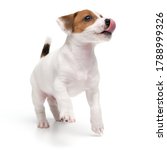 Small photo of Playing dog puppy jack russell terrier jumping and licks face tongue isolated on white background.