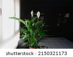 Small photo of Giant peace lily plant (Spathiphyllum Wallisii) in a quiet dark room, in the background home decoration and Arabic book titles ( How to maximize your IQ, The power of subconscious mind)