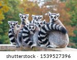 A Group Of Resting Lemurs Katta 