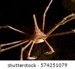 An Arrow Crab in Florida