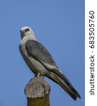 A Mississippi Kite On A Branch