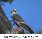 A Mississippi Kite In A Tree In ...