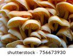 Wood Mushrooms Background....