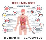 Human Body Internal Organs And...