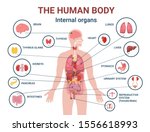 Human Body Internal Organs And...