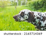 Small photo of cute puppy Dalmatian for a walk in the Park portrait.Summer portrait of cute and smiling dalmatian dog with black spots. Nice and beautiful dalmatian dog from 101 dalmatian movie family pet