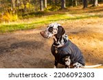 Small photo of Cute dalmatian in autumn forest. Dog sat in a grey raincoat in nature. Dog training. puppy in coat walking in the park. The concept of caring for pets. stylish pet clothes.dressed dogs