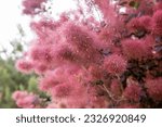 Small photo of Pubescent branches of a beautiful red Scumpia tree of the sumac family, selective focus. Deciduous tree and shrub Cotinus, Pink flowers of scumpia