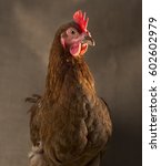 Small photo of A chicken with brown feathers and a red coxcomb